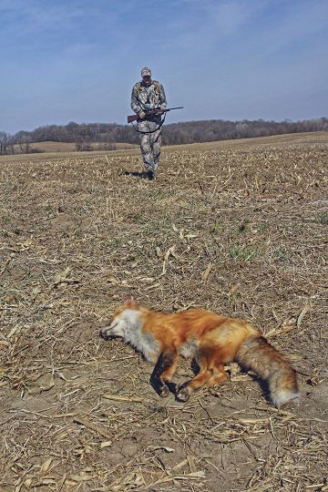 The .223 Remington is favored by many eastern hunters who target red and gray fox, because it is easier on delicate pelts than higher-velocity cartridges.